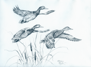 Duck Trio Original Charcoal Sketch