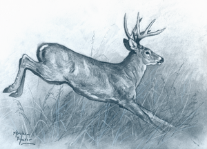 Jumping Buck Original Charcoal Sketch