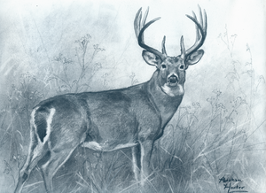 Original Whitetail Buck Charcoal Sketch