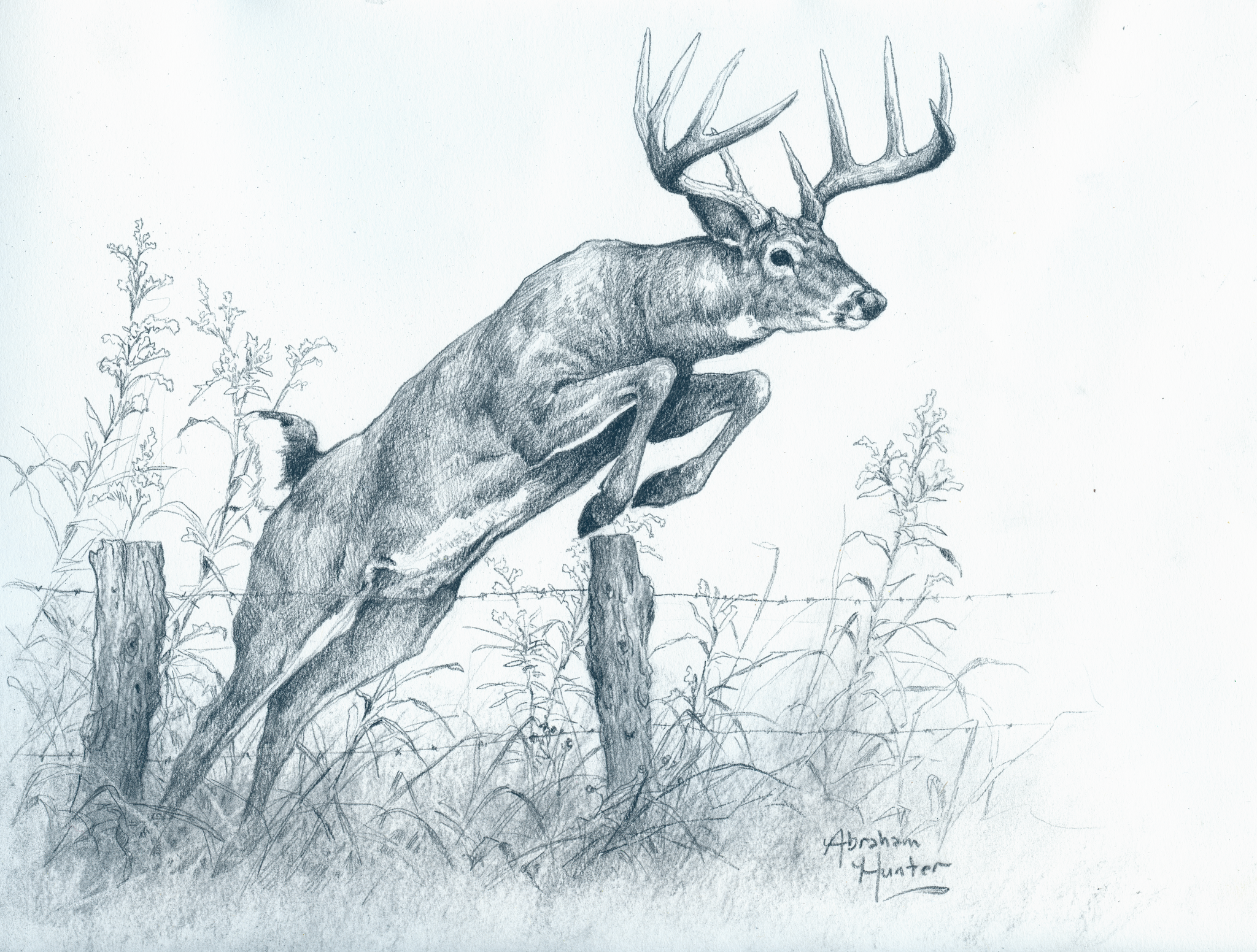 Roe deer sketch, wild animal line hatching. Roe deer sketch wild animal,  hand drawn vector illustration. roe deer or | CanStock