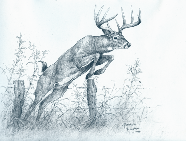Leaping Buck Original Charcoal Sketch